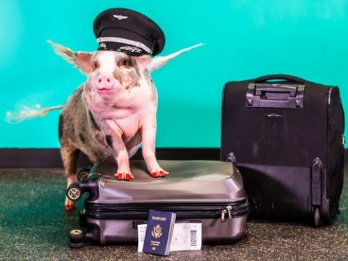 636165197708183854-1-LiLou-the-pig-is-the-newest-member-of-SFO-s-Wag-Brigade